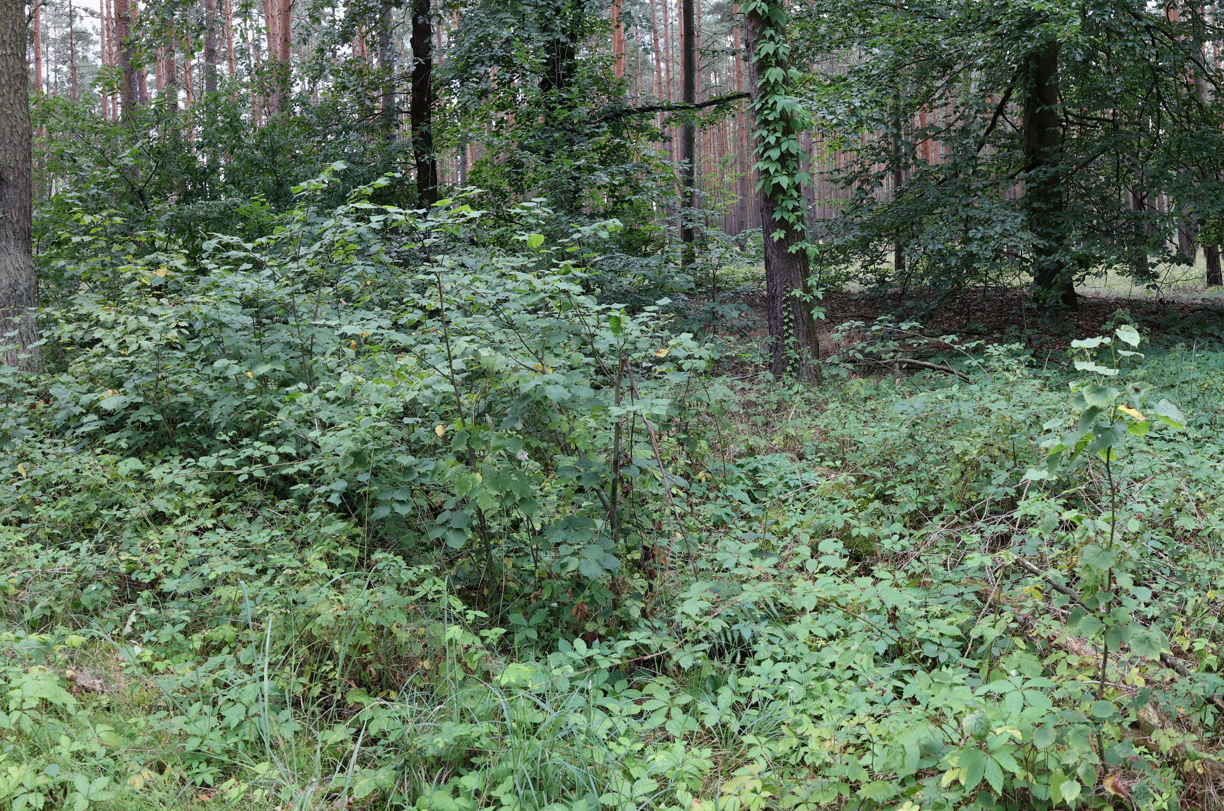 Ehemaliger Innenhof der Büschchen Schäferei Arnsdorf.
